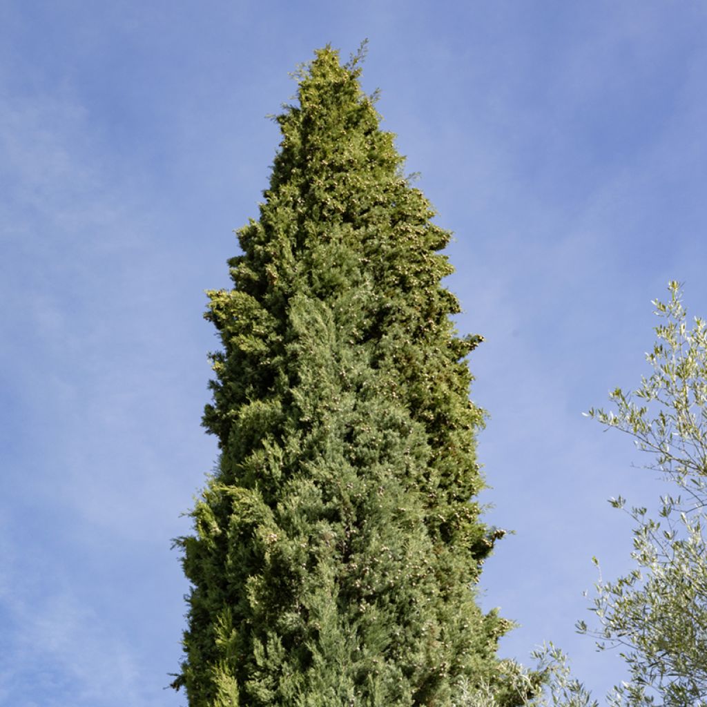 Provence Cypress - Cupressus sempervirens seeds