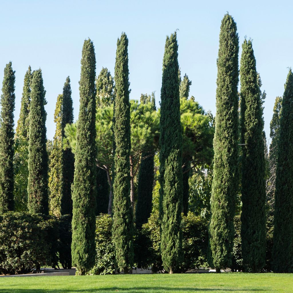 Provence Cypress - Cupressus sempervirens seeds