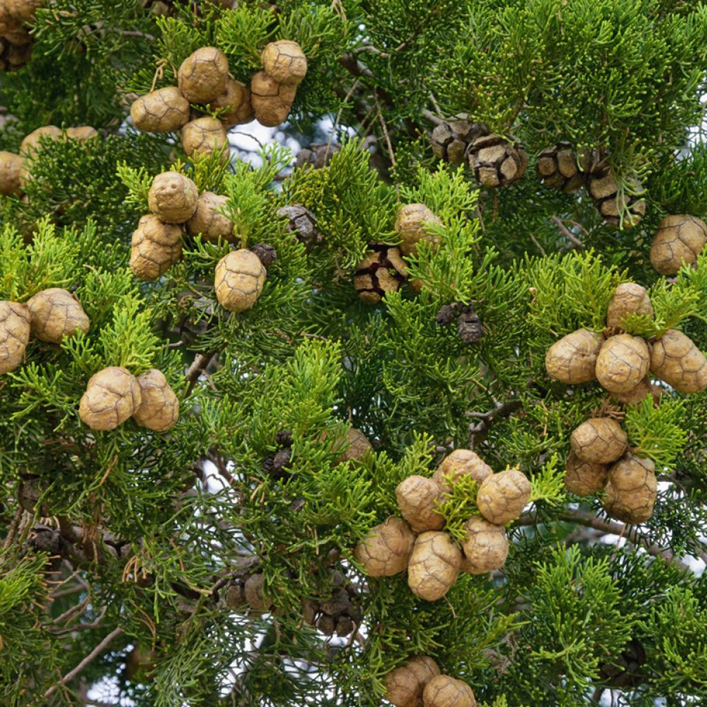 Provence Cypress - Cupressus sempervirens seeds