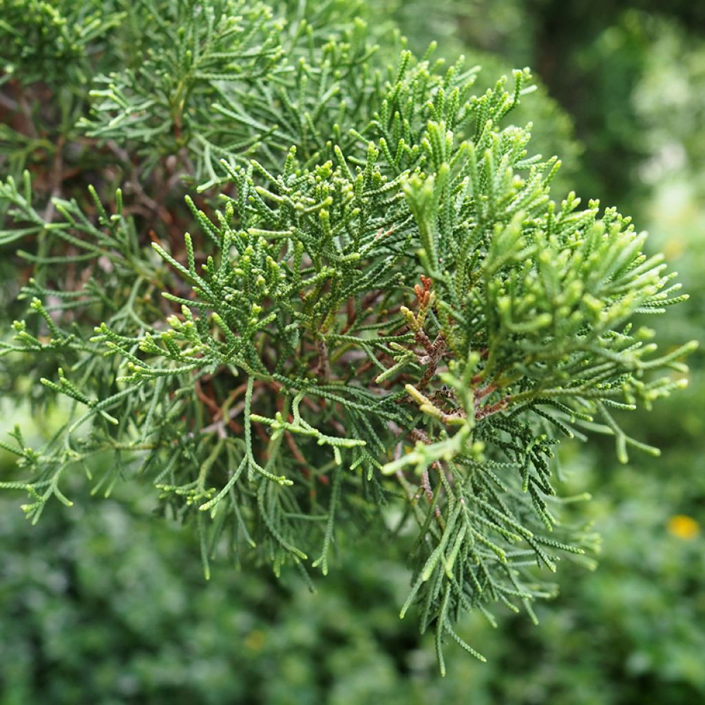 Provence Cypress - Cupressus sempervirens seeds