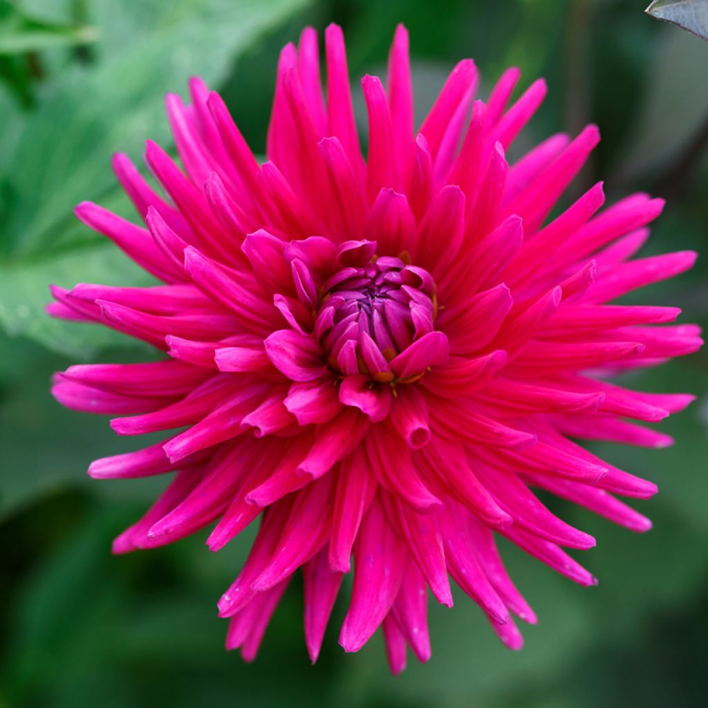 Dahlia Cactus Hybrids Mix seeds