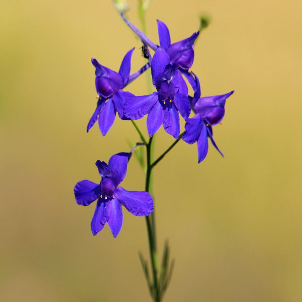 Delphinium Blue Cloud Seeds - Annual Larkspur