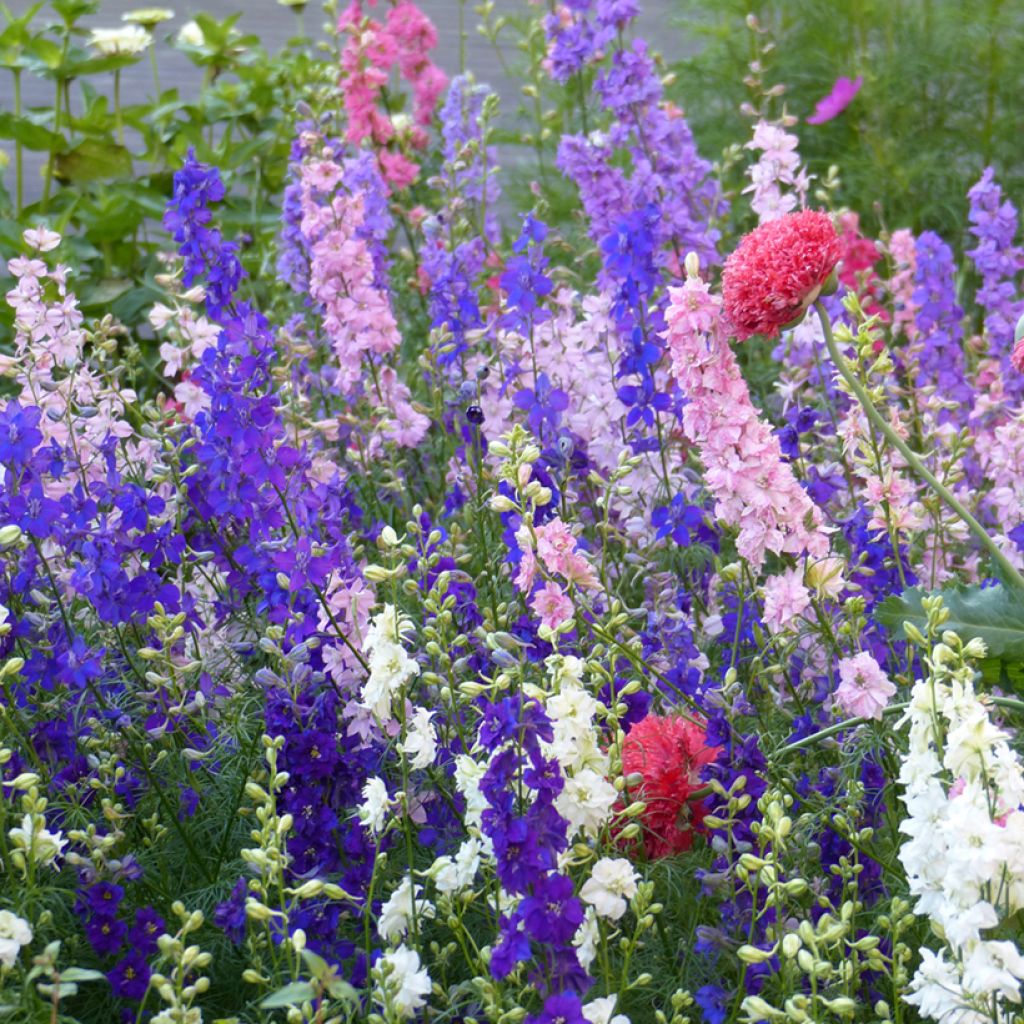 Giant Larkspur Imperial Mix Seeds - Delphinium consolida