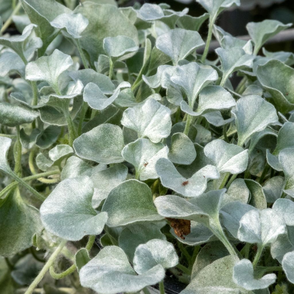 Dichondra argentea Silver Falls - Silver ponysfoot seeds