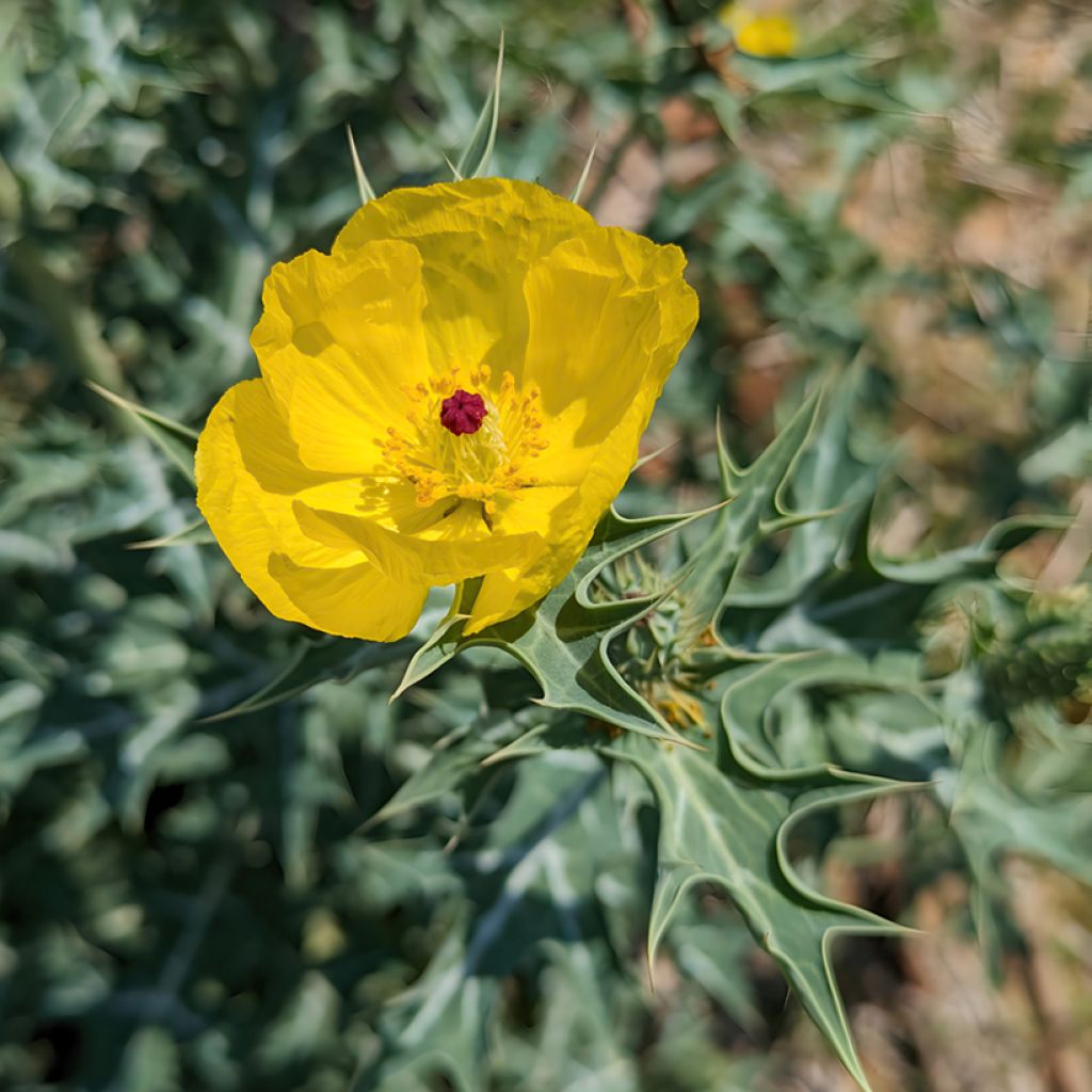 Dicranostigma franchetianum - Eastern Horned Poppy seeds