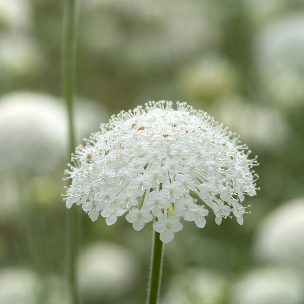 Didiscus caeruleus Lace White