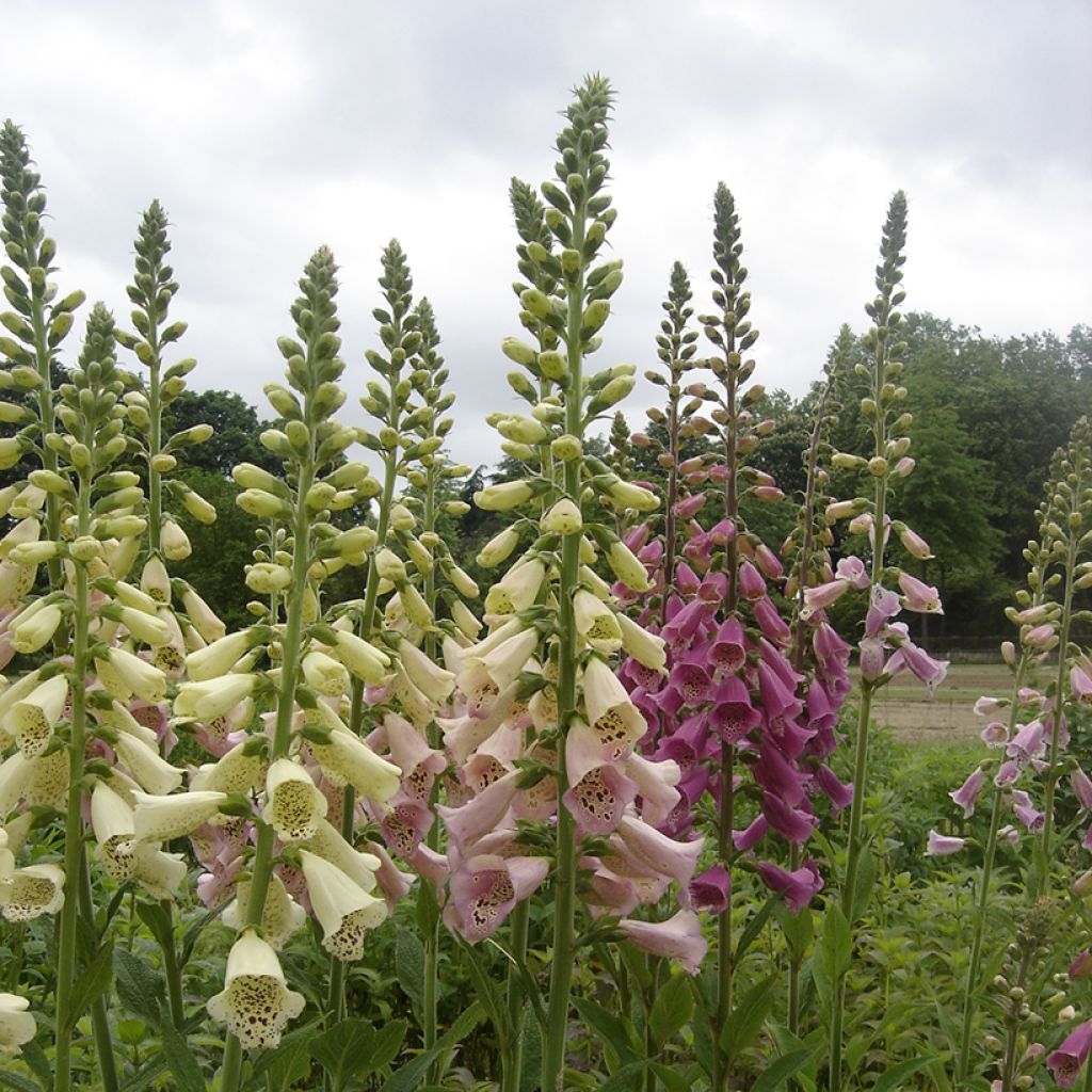 Foxglove Foxy Mix seeds - Digitalis purpurea