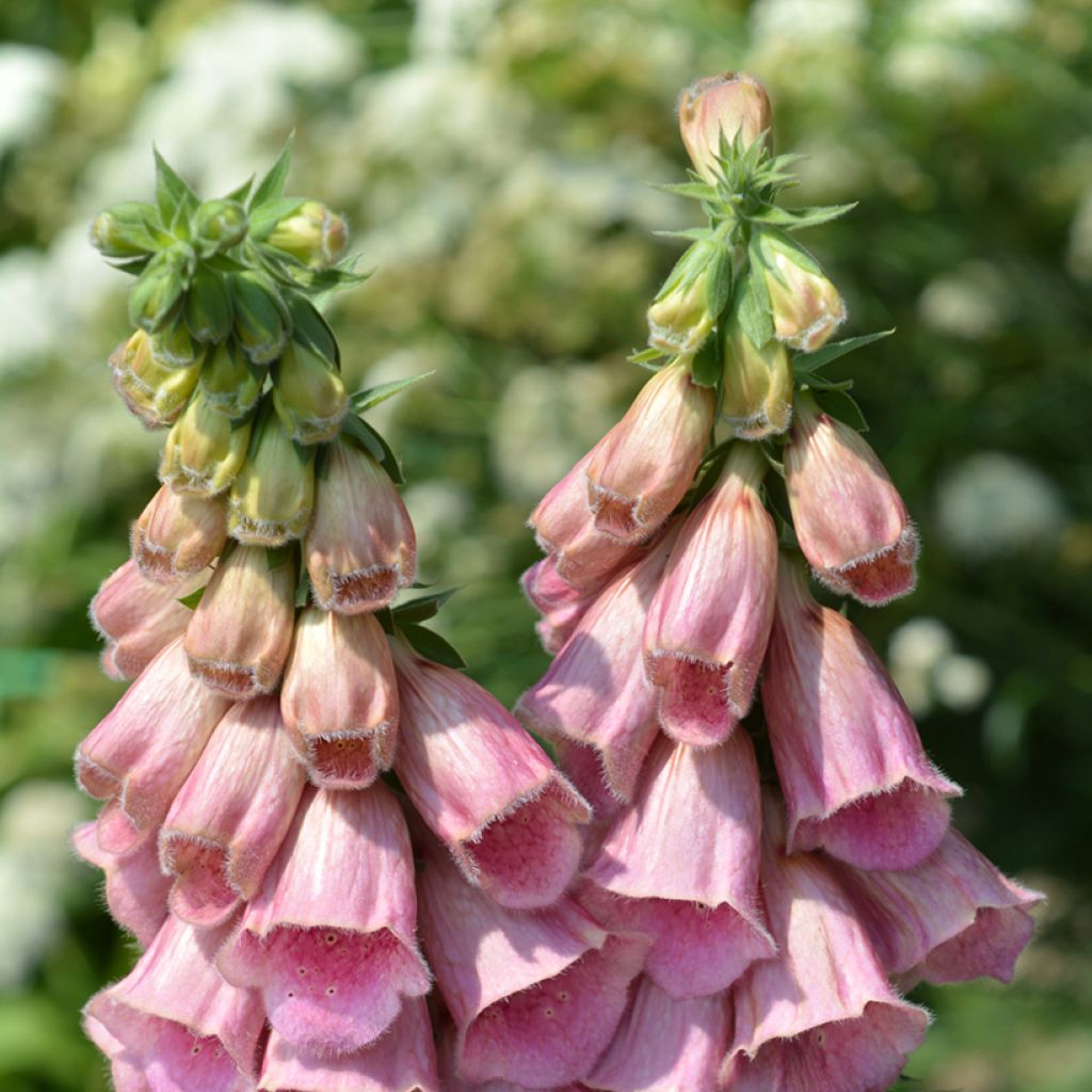 Digitalis mertonensis Summer King Seeds - Foxglove