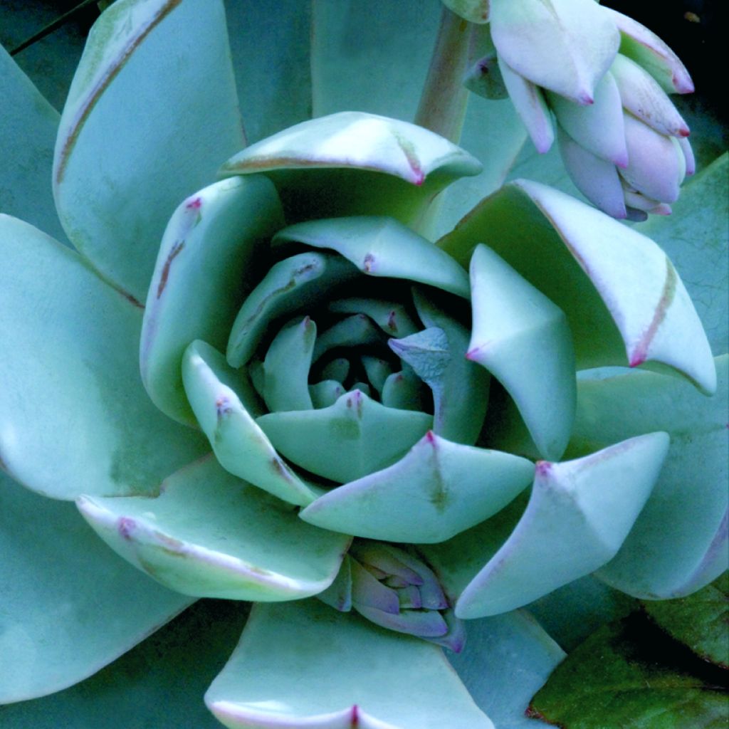 Echeveria peacockii Urban Orange seeds