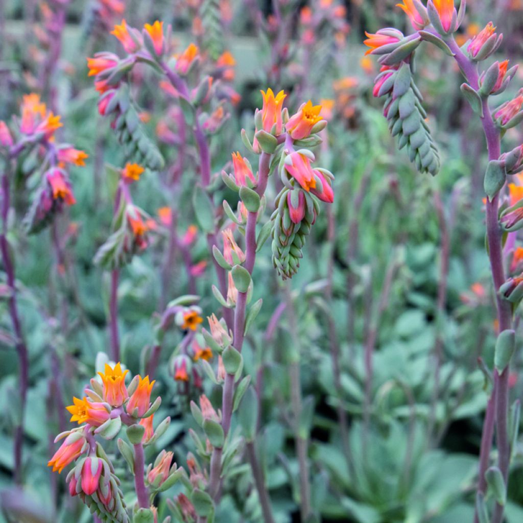 Echeveria peacockii Urban Orange seeds