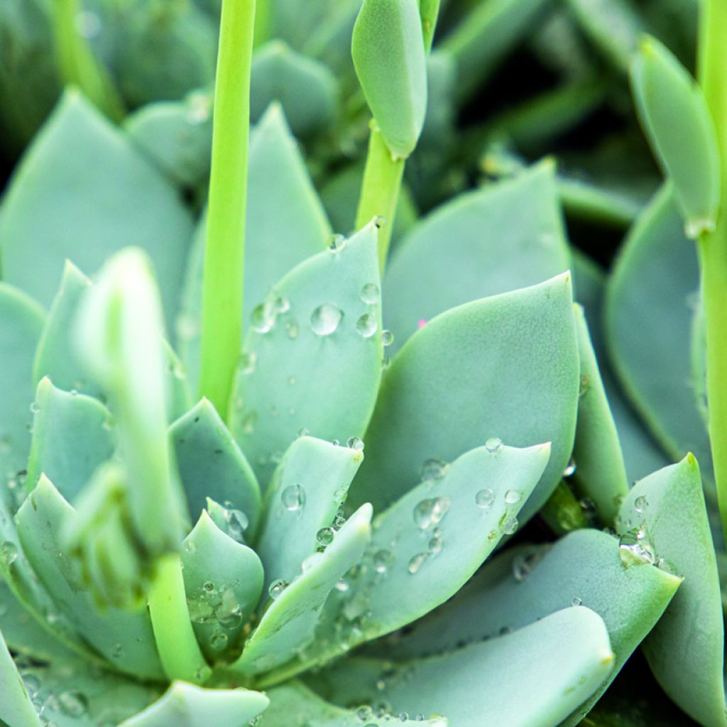 Echeveria peacockii Urban Yellow seeds