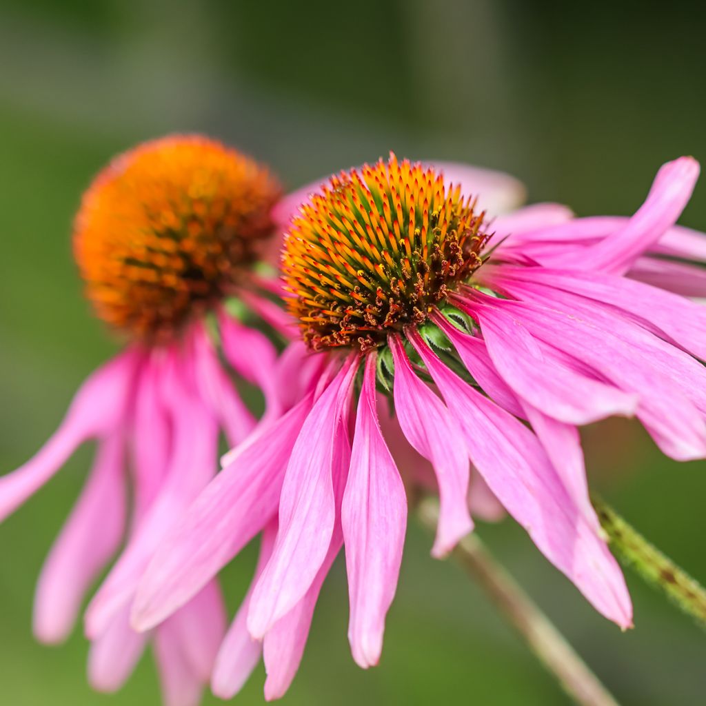 Echinacea purpurea Feeling Pink -  Purple coneflower seeds