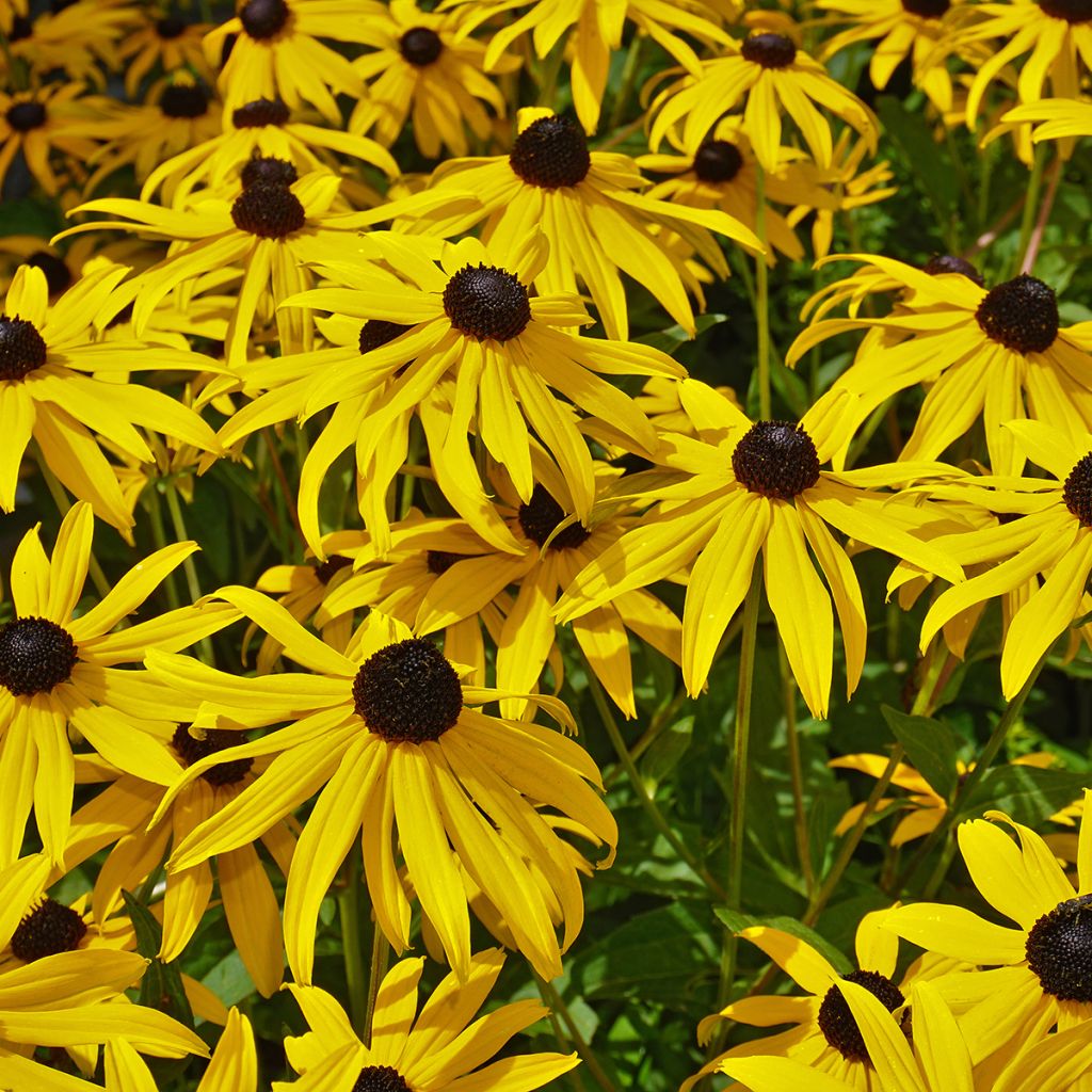 Echinacea paradoxa - seeds