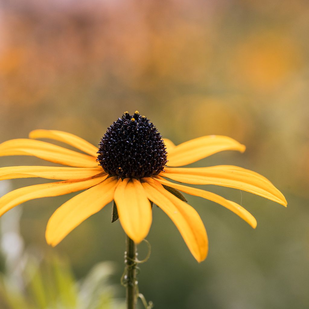 Echinacea paradoxa - seeds