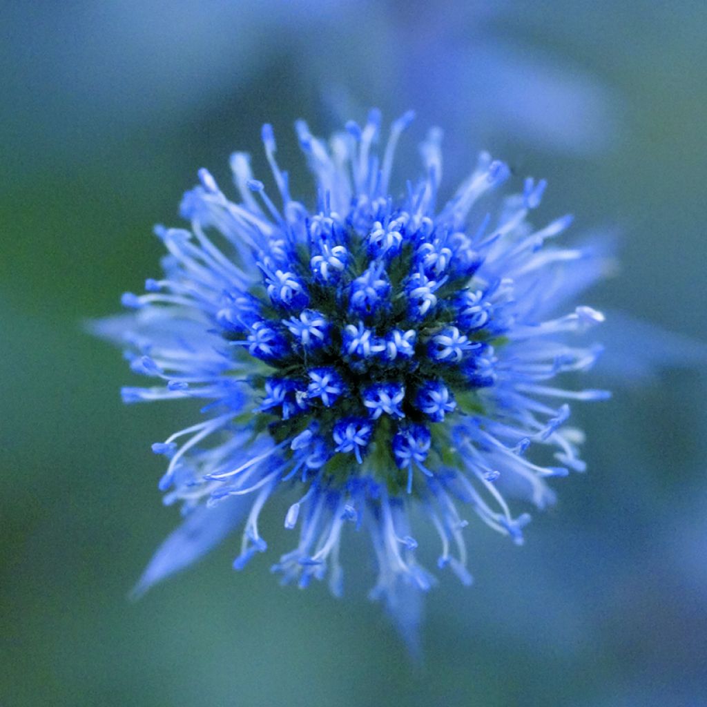 Eryngium planum Blue Glitter seeds - Flat Sea Holly, Blue Eryngo, Blue Sea Holly