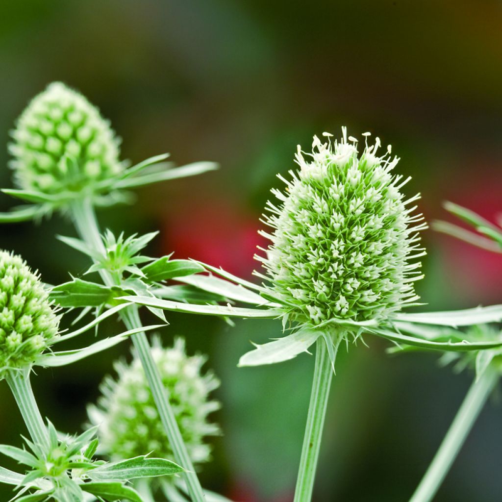 Eryngium planum White Glitter seeds - Flat Sea Holly