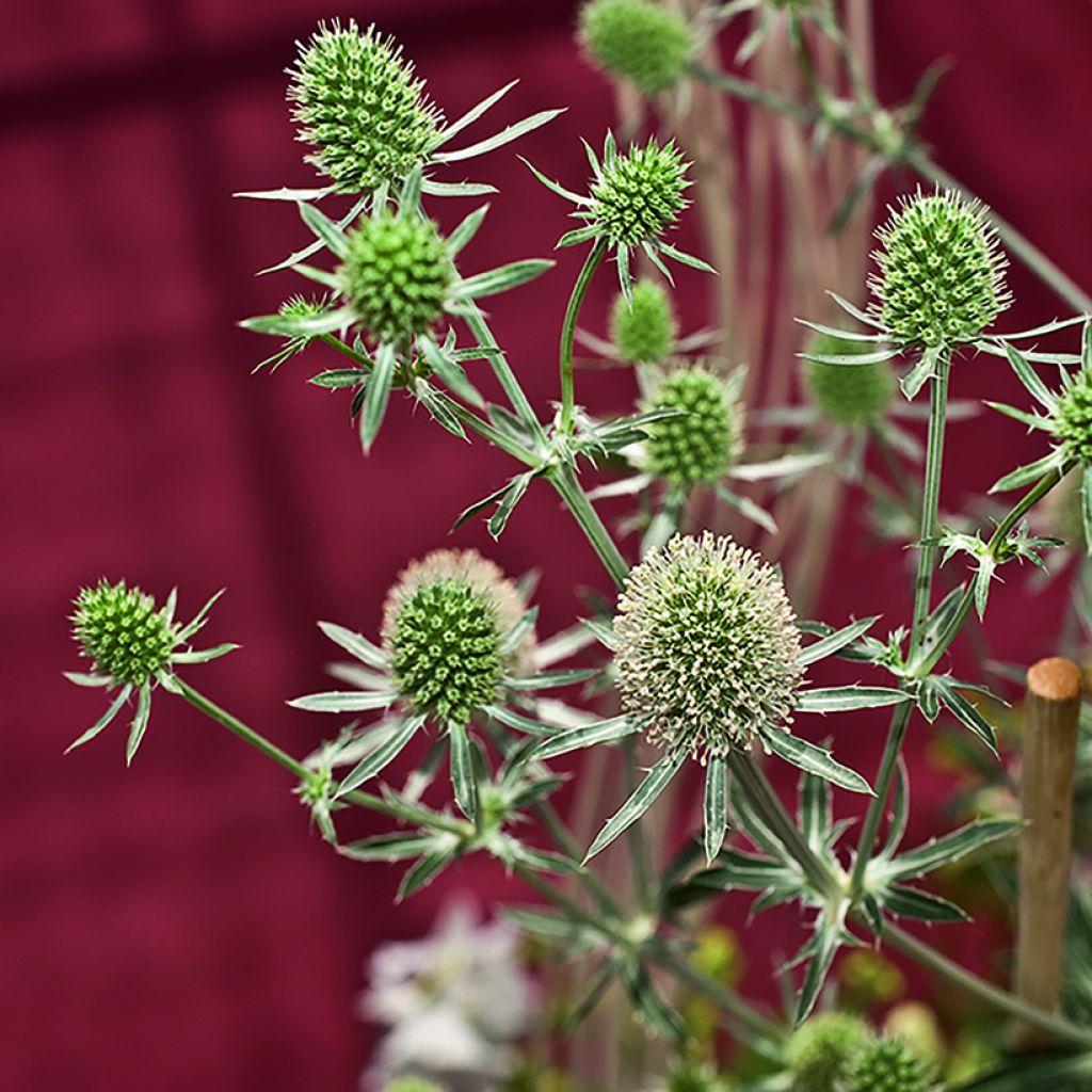 Eryngium planum White Glitter seeds - Flat Sea Holly