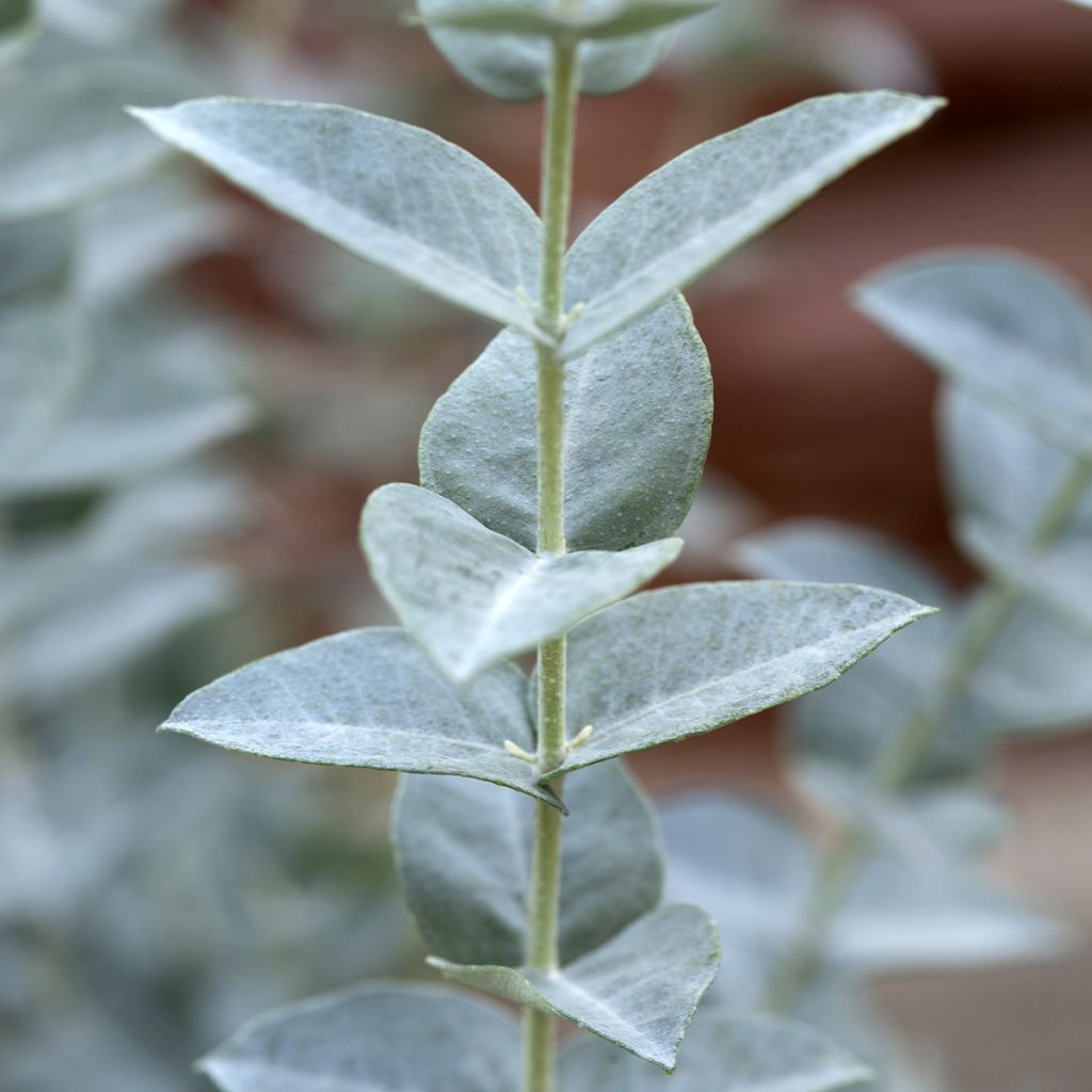 Eucalyptus Moon Lagoon - Fine leaf Mallee