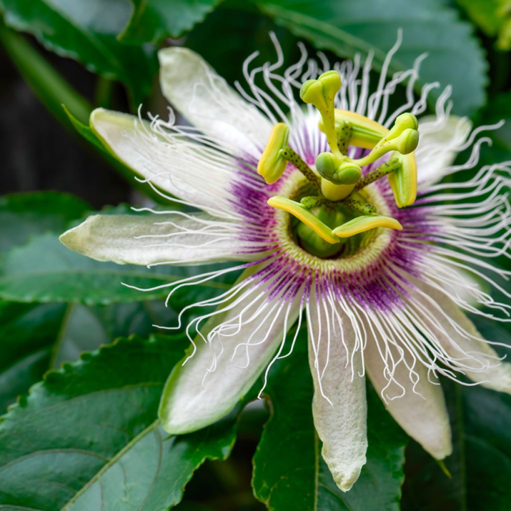 Passiflora edulis seeds