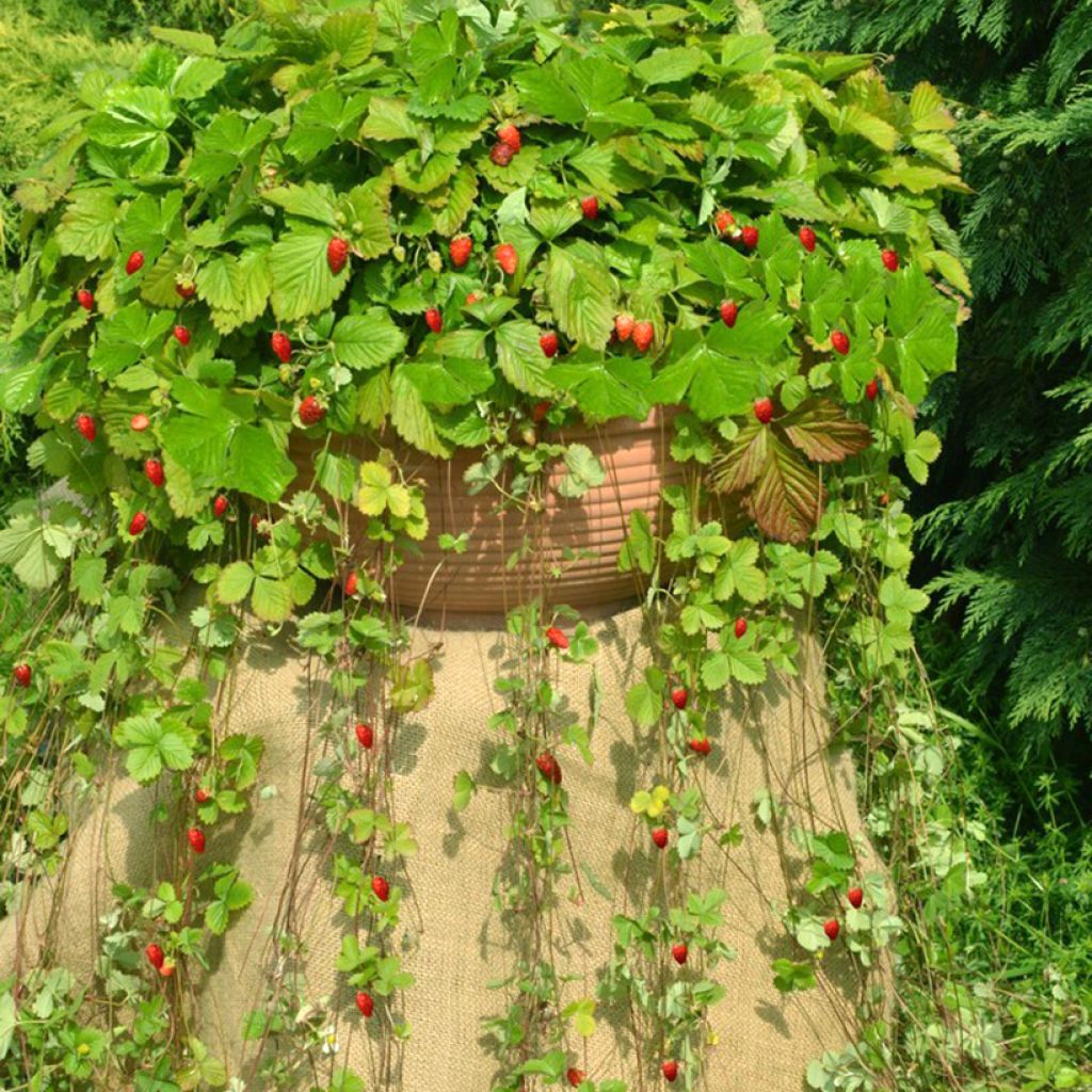 Fragaria vesca Attila seeds - Alpine strawberry