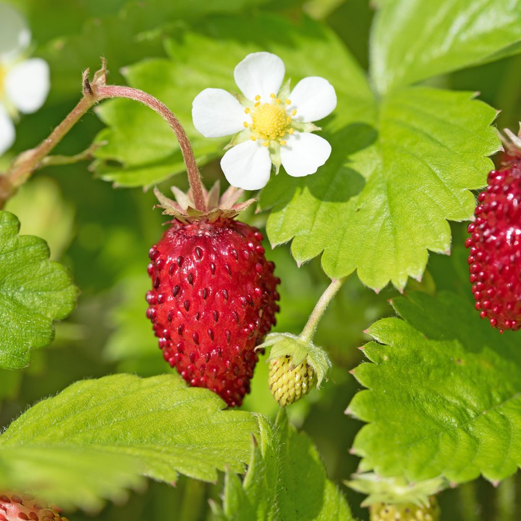 Fragaria vesca Mignonette - alpine strawberry seeds