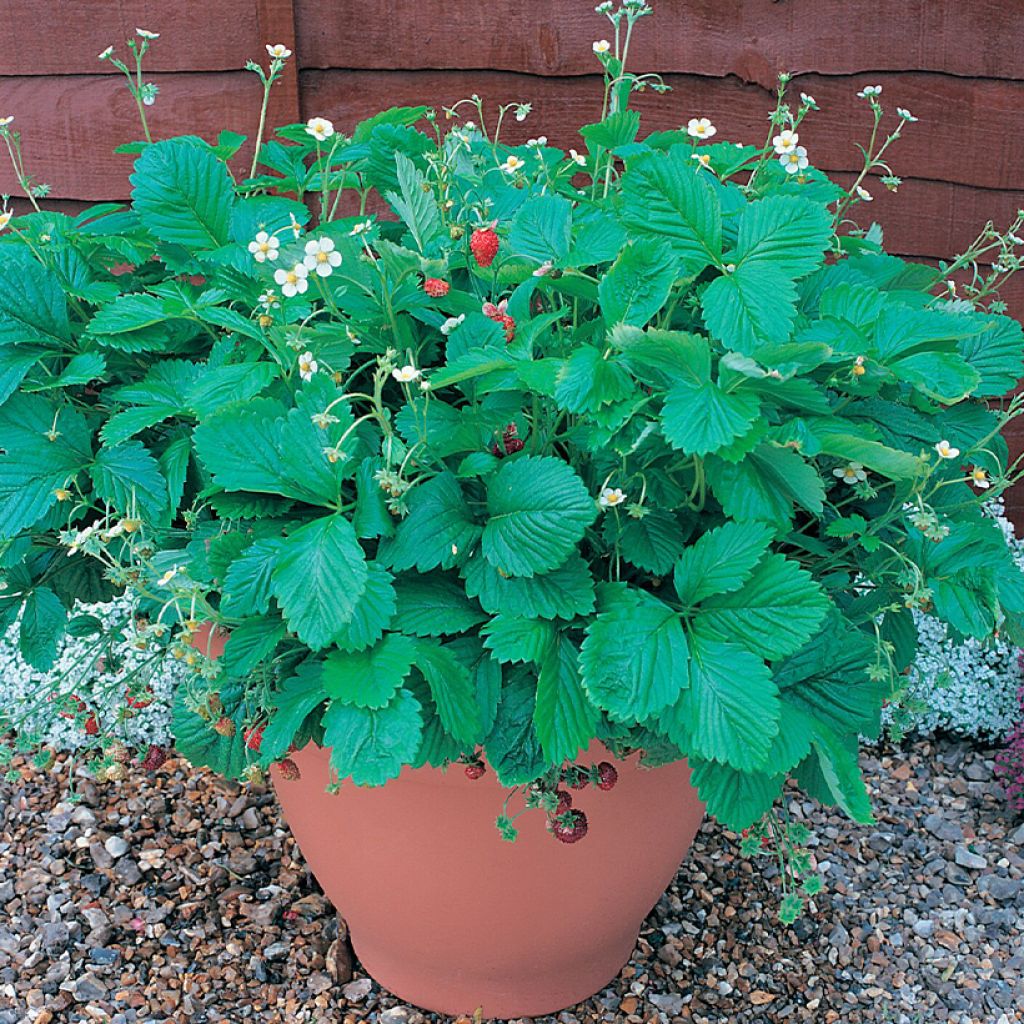 Fragaria vesca Mignonette - alpine strawberry seeds