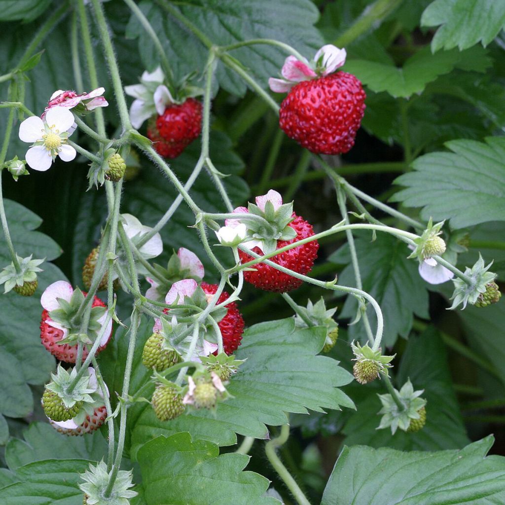 Fragaria vesca Mignonette - alpine strawberry seeds