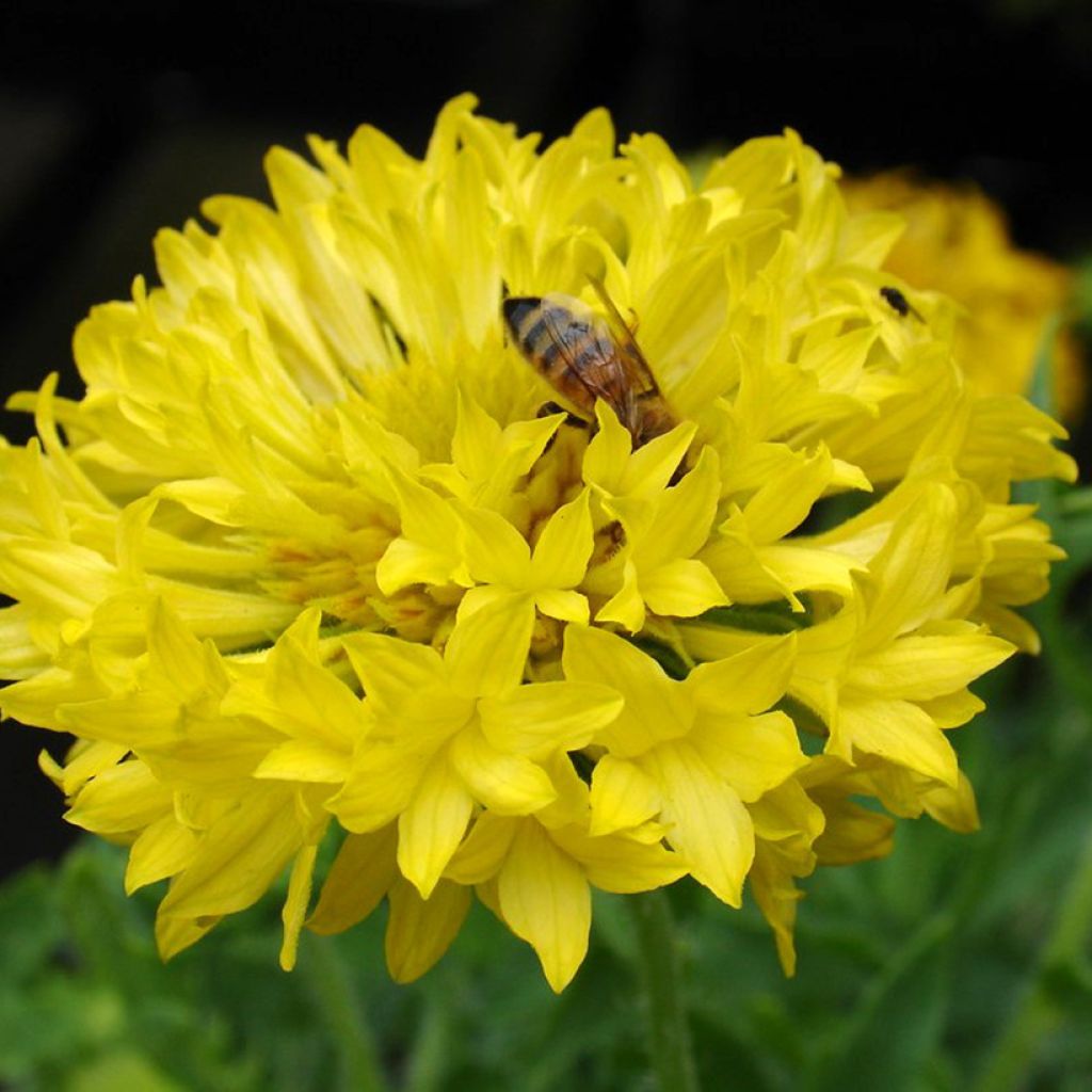 Seeds of annual Gaillardia pulchella 'Razzle Dazzle'