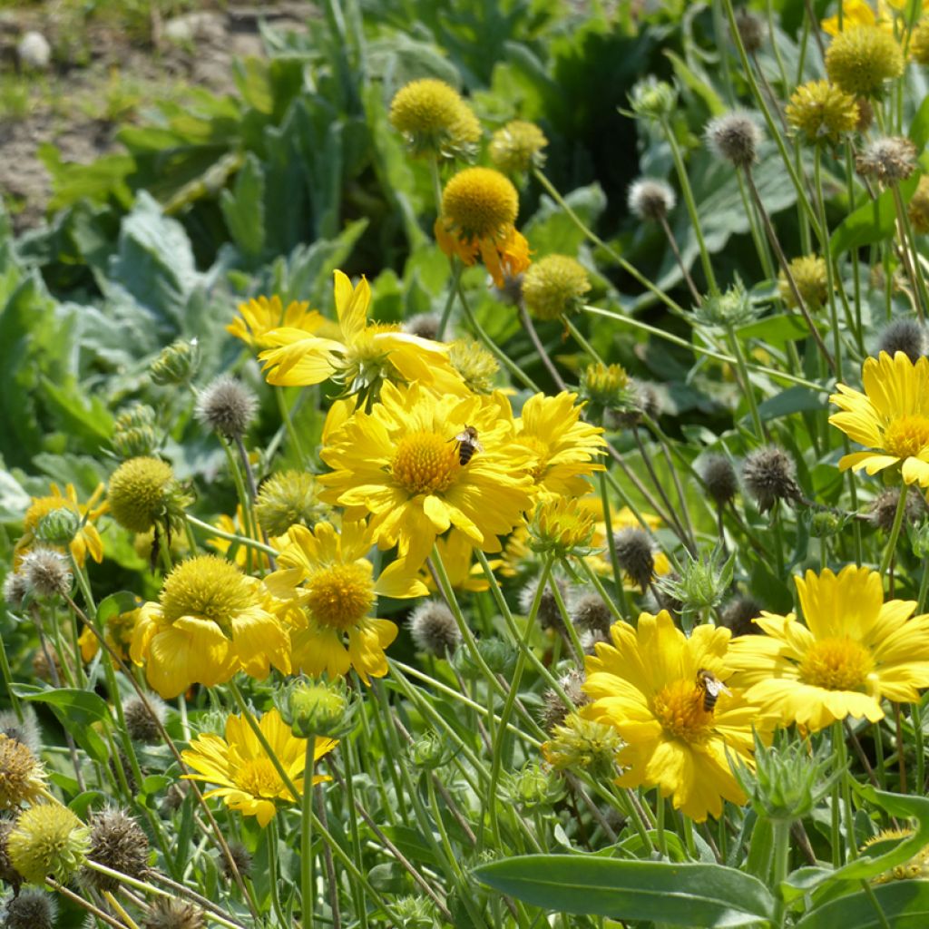 Gaillardia grandiflora Aurea Pura seeds