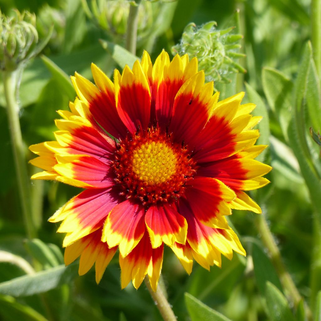 Gaillardia Dazzler seeds - Great Blanket Flower