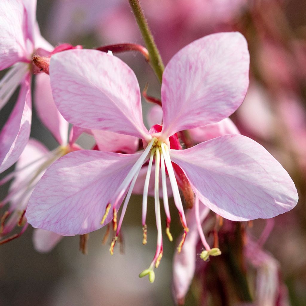 Gaura lindheimeri Emmeline Pink Bouquet - seeds