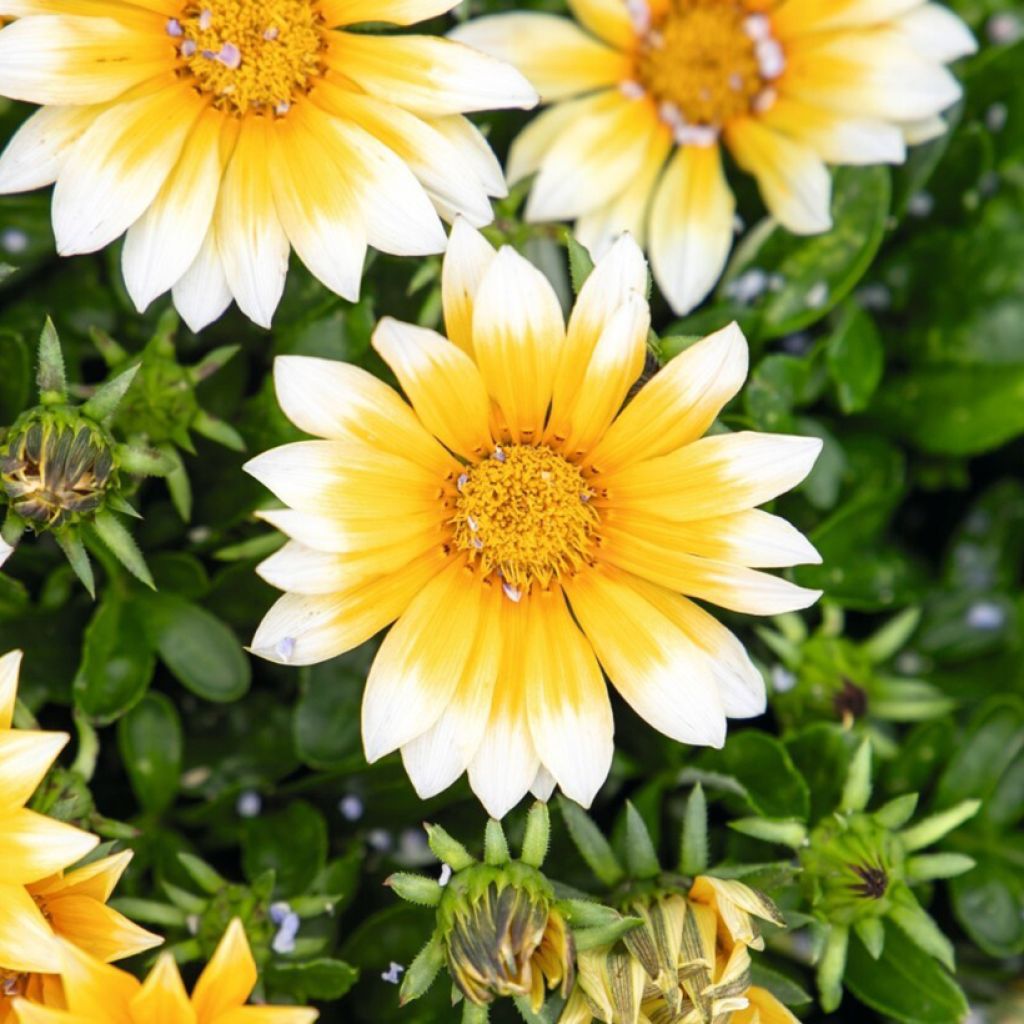 Gazania rigens Zany Sunny Side Up - Treasure flower seeds