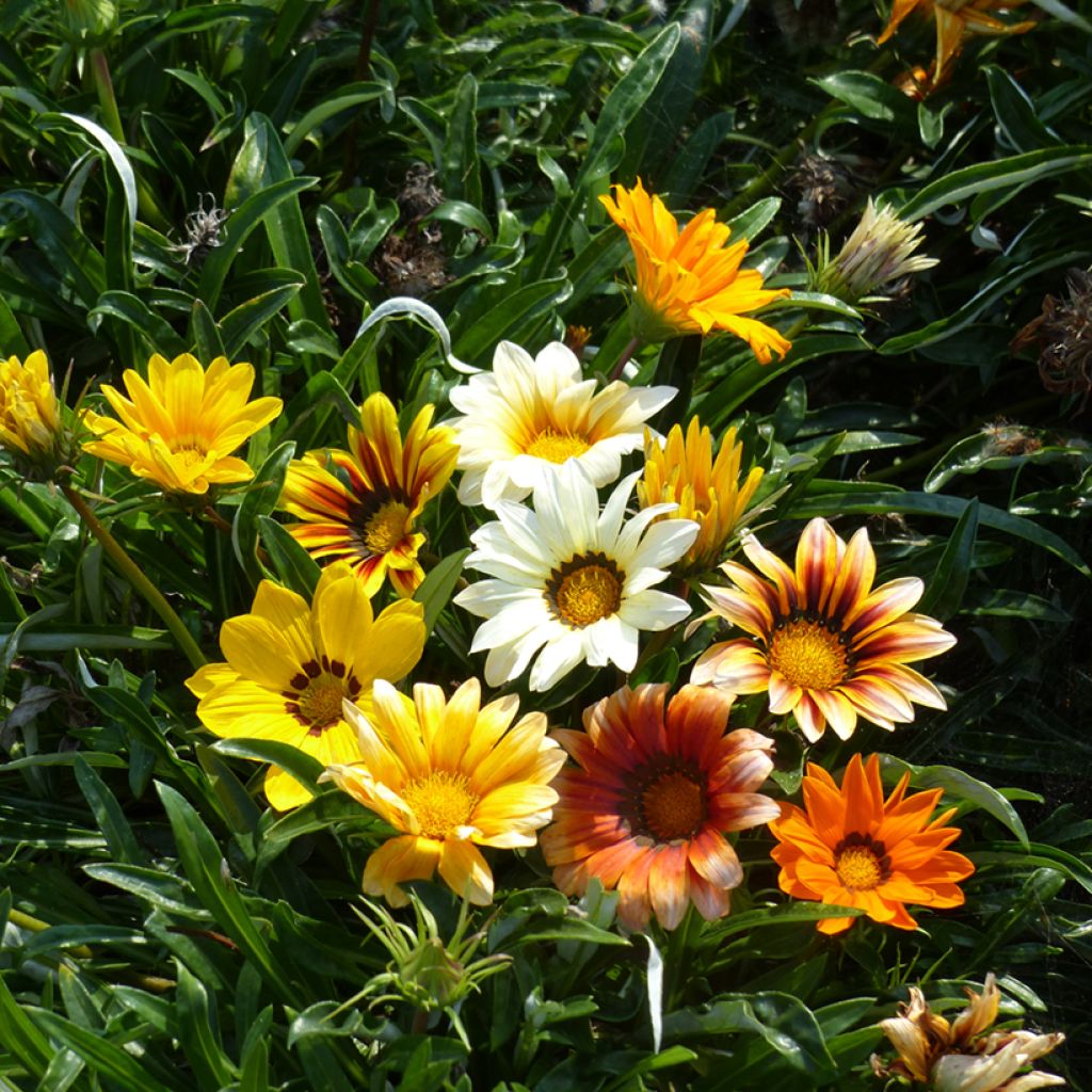 Gazania (x) splendens Sunshine Hybrids