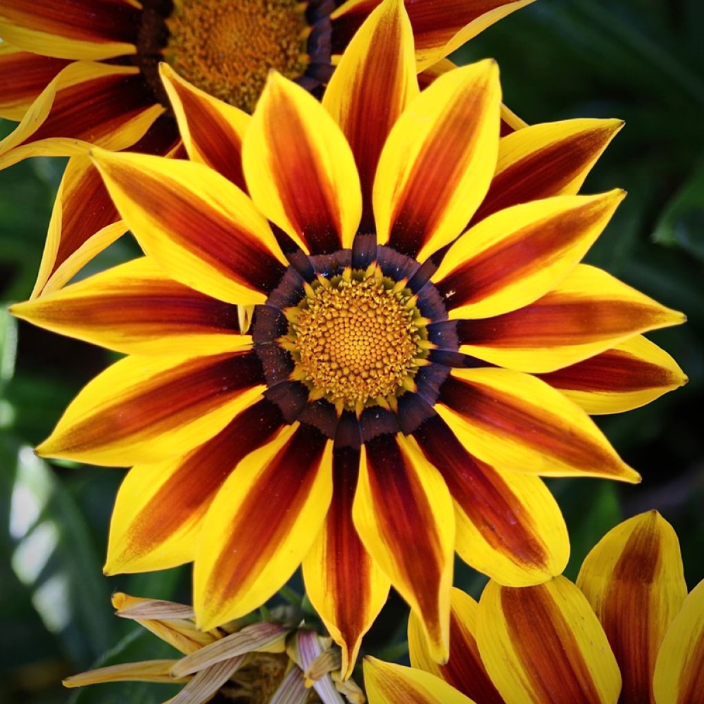 Gazania Tiger Stripes Mixed Seeds - Treasure Flower