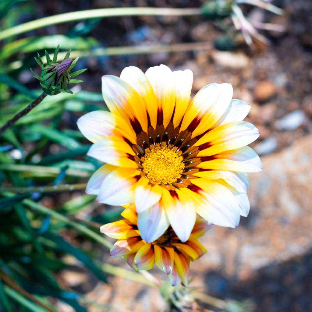 Gazania Tiger Stripes Mixed Seeds - Treasure Flower