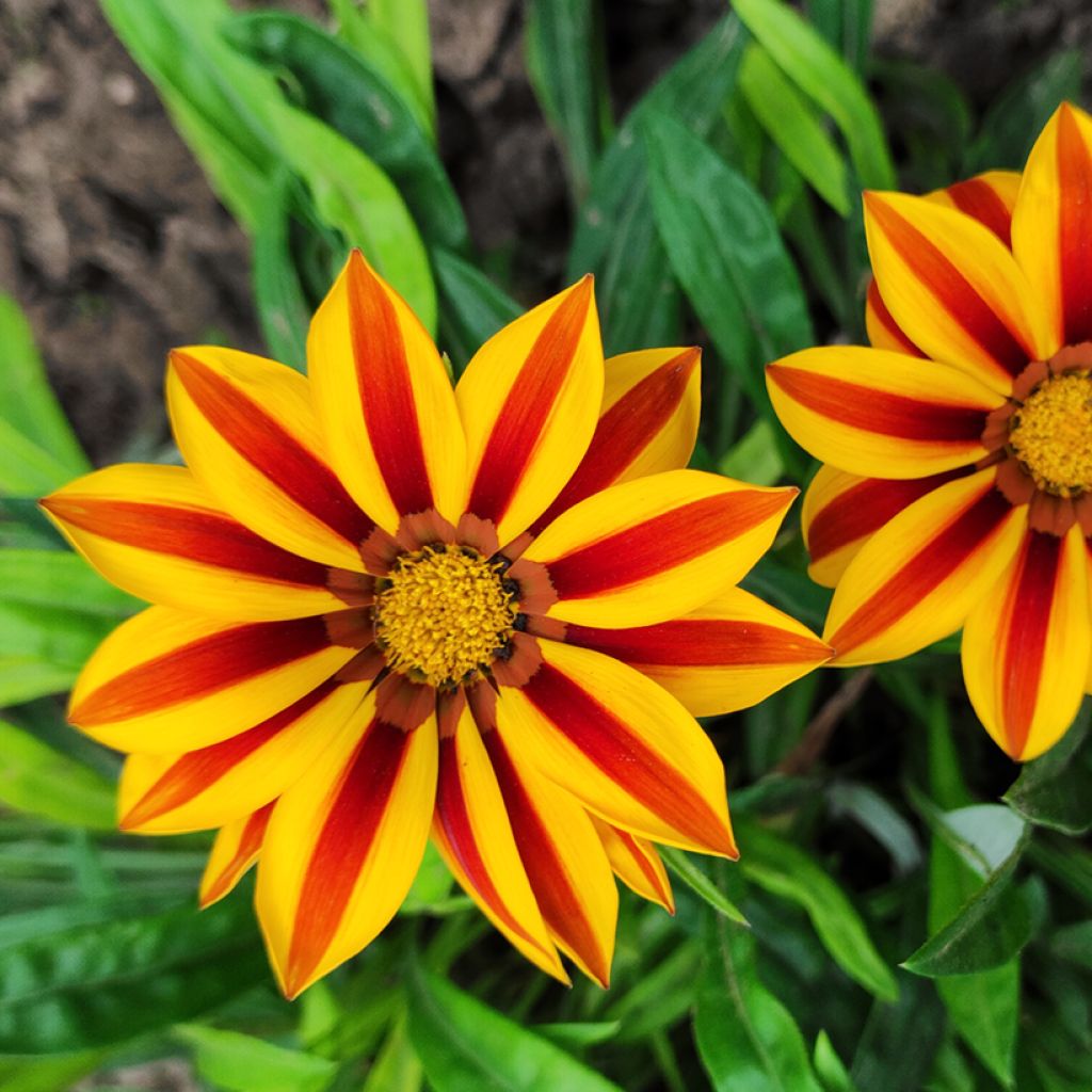 Gazania Tiger Stripes Mixed Seeds - Treasure Flower