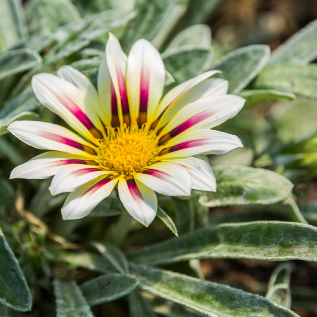 Gazania Tiger Stripes Mixed Seeds - Treasure Flower