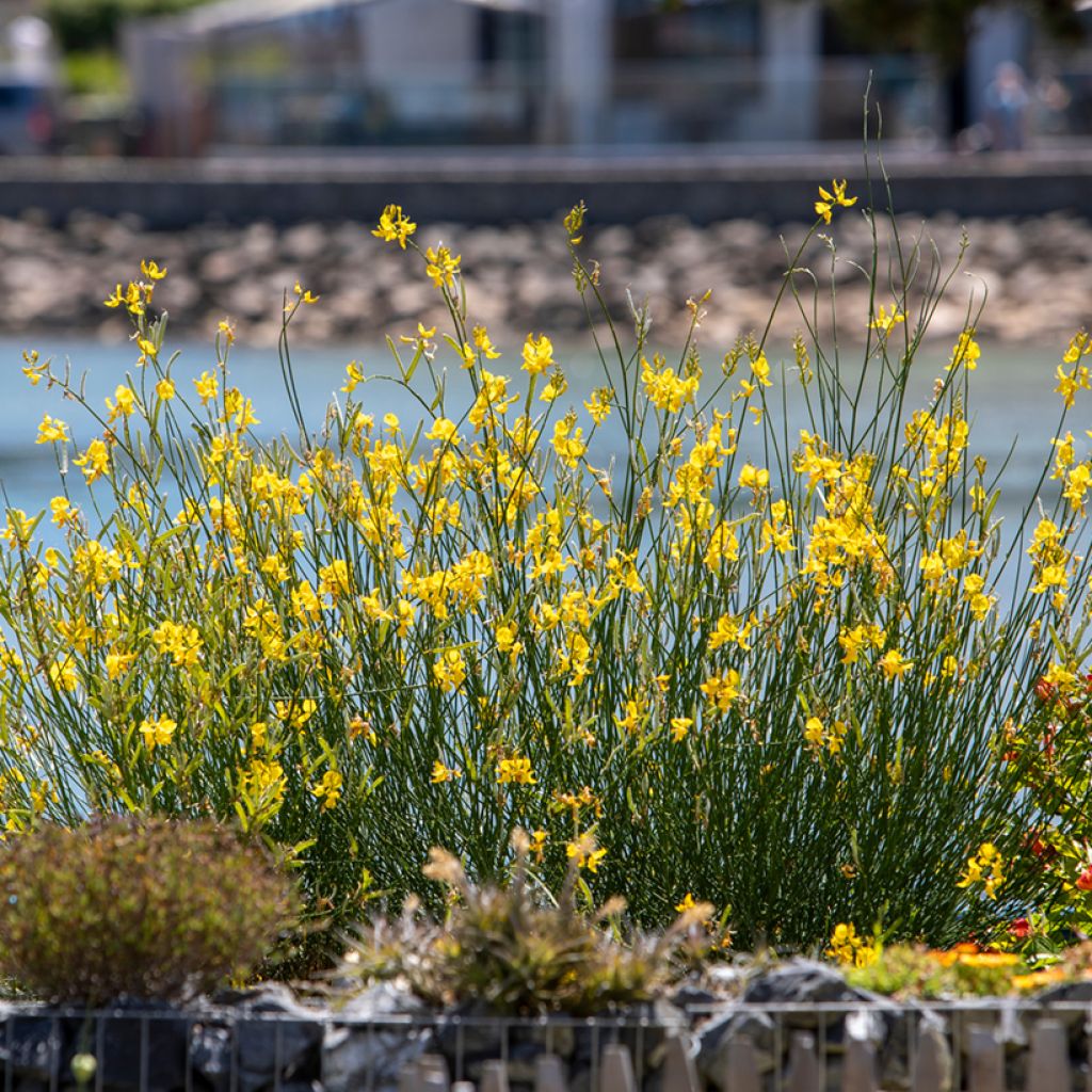Scotch broom seeds - Cytisus scoparius seeds