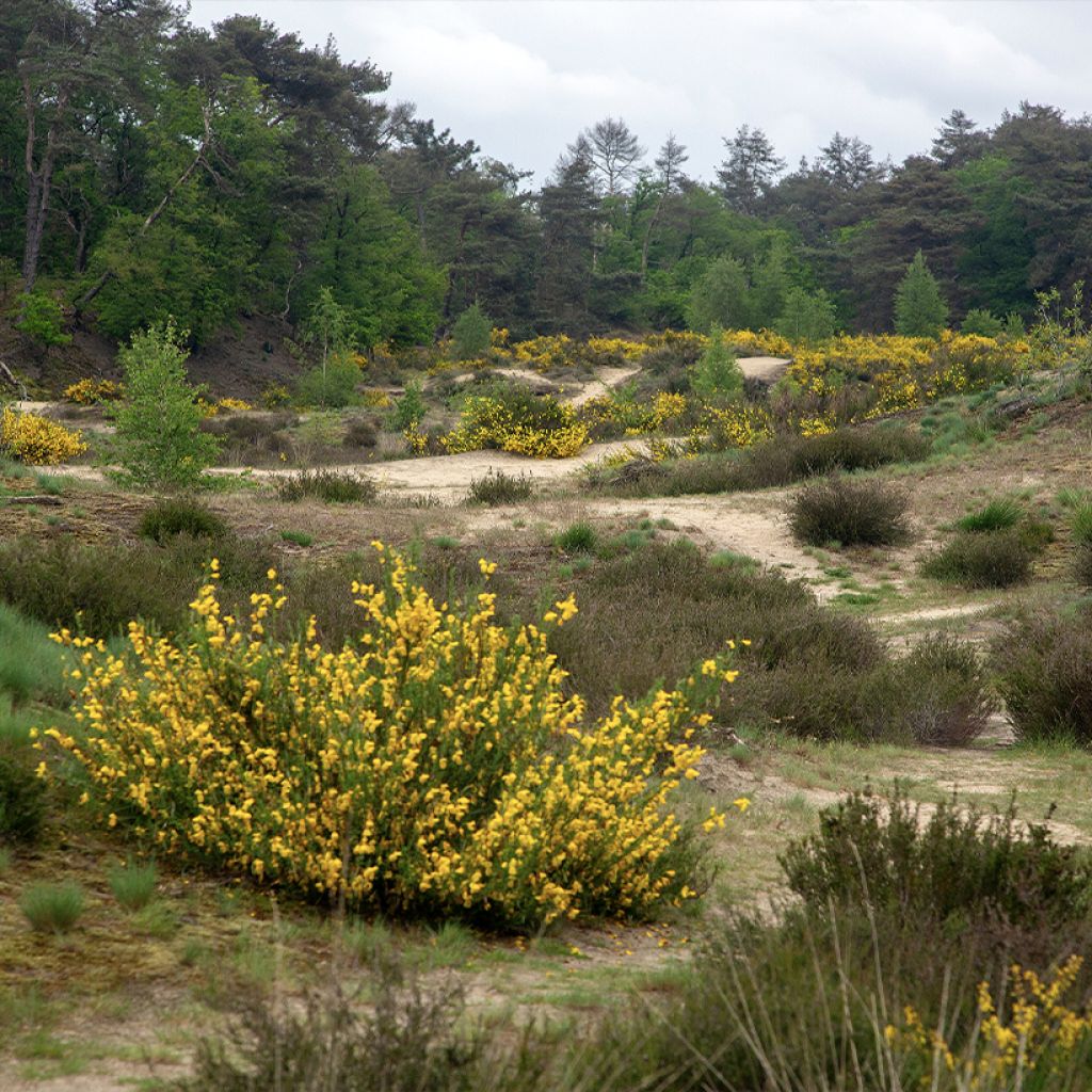 Scotch broom seeds - Cytisus scoparius seeds