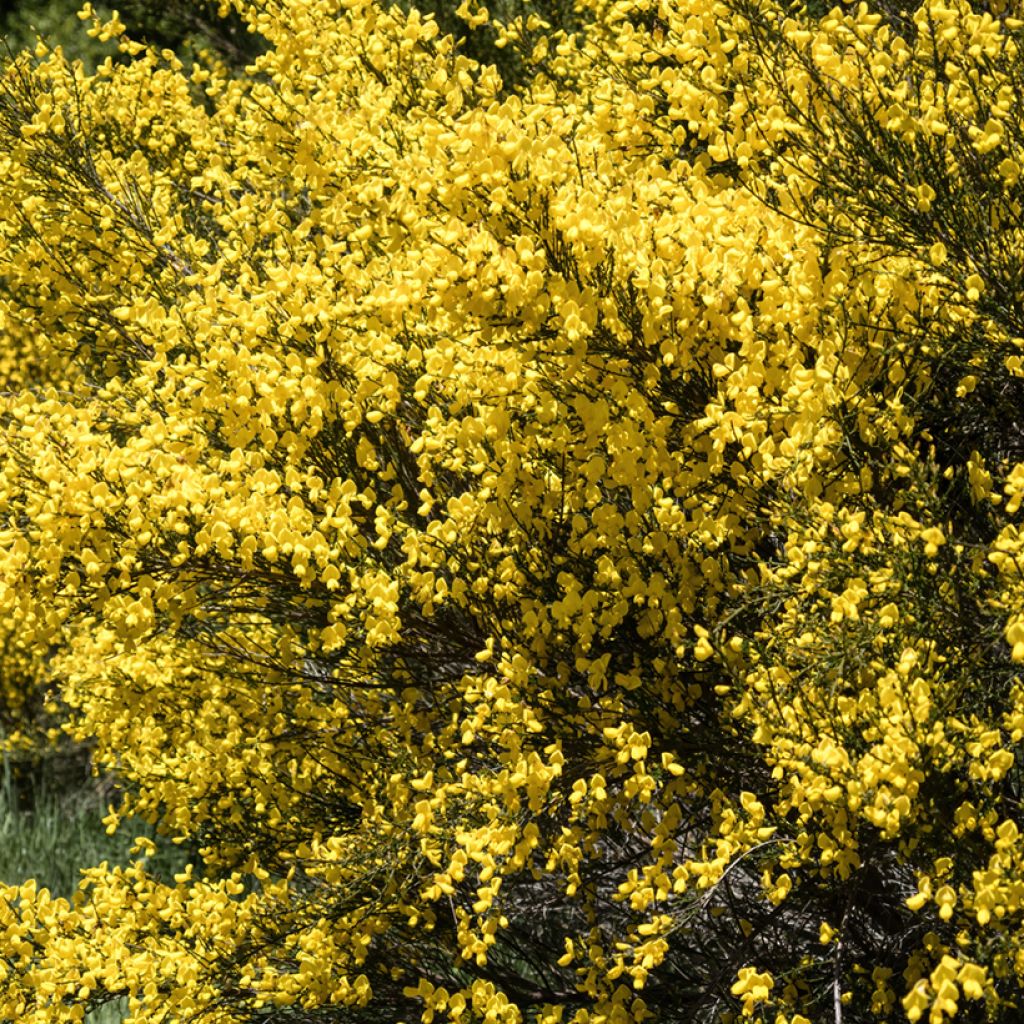 Scotch broom seeds - Cytisus scoparius seeds