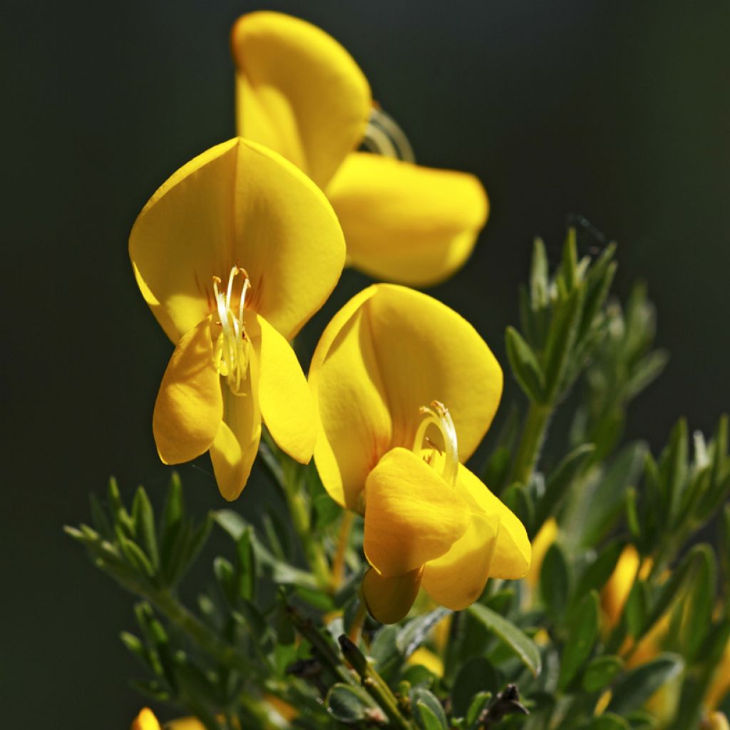 Scotch broom seeds - Cytisus scoparius seeds