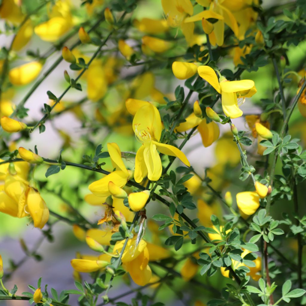 Scotch broom seeds - Cytisus scoparius seeds
