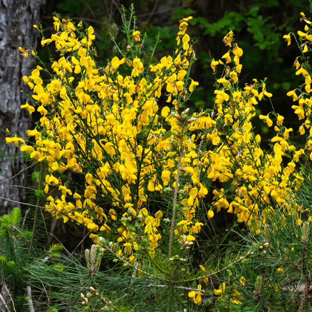 Scotch broom seeds - Cytisus scoparius seeds