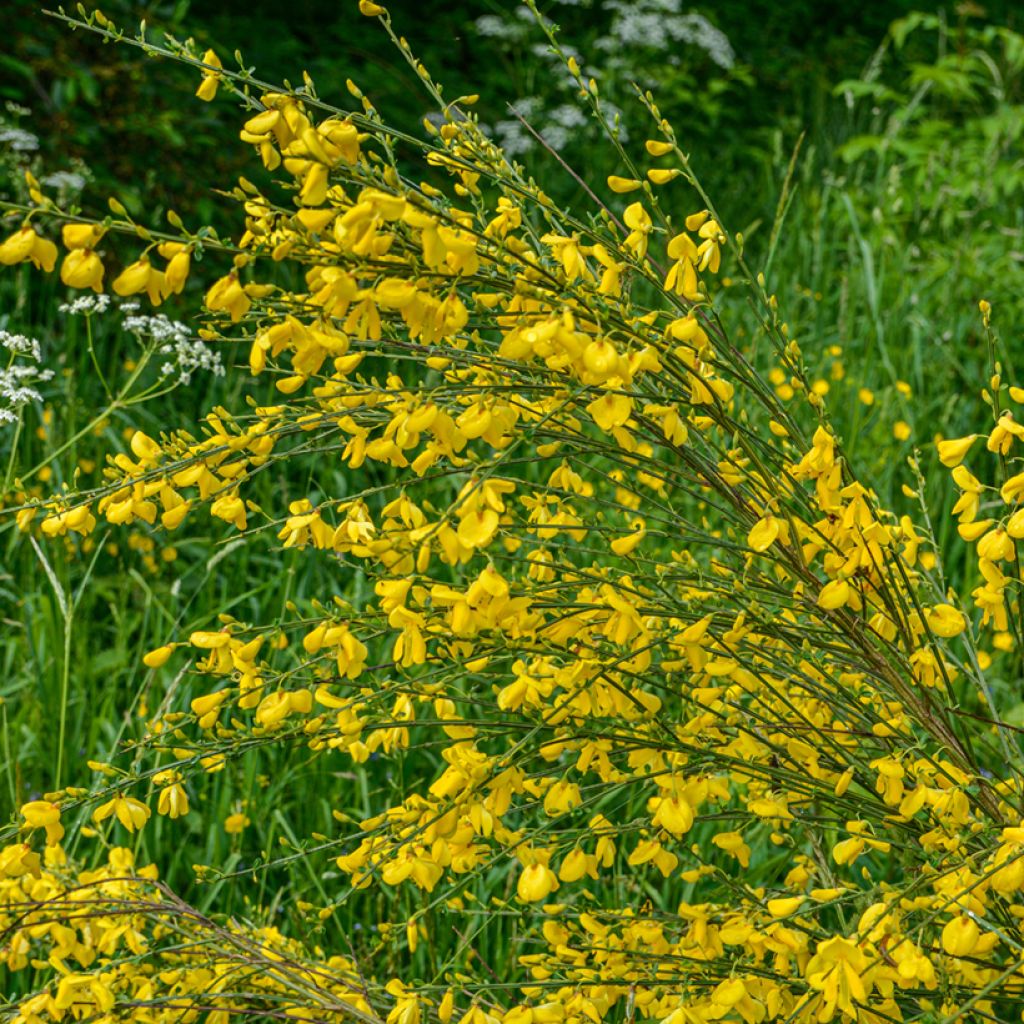 Scotch broom seeds - Cytisus scoparius seeds