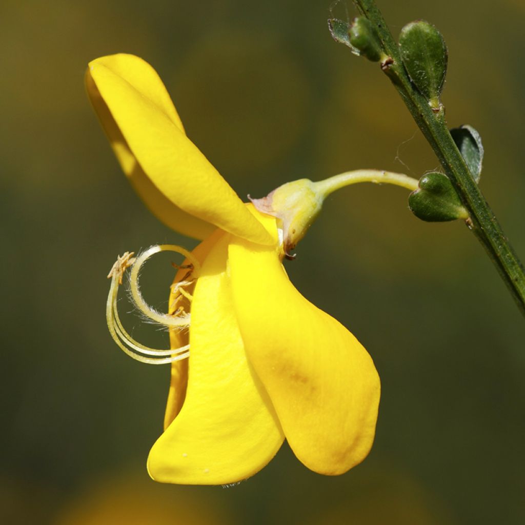 Scotch broom seeds - Cytisus scoparius seeds