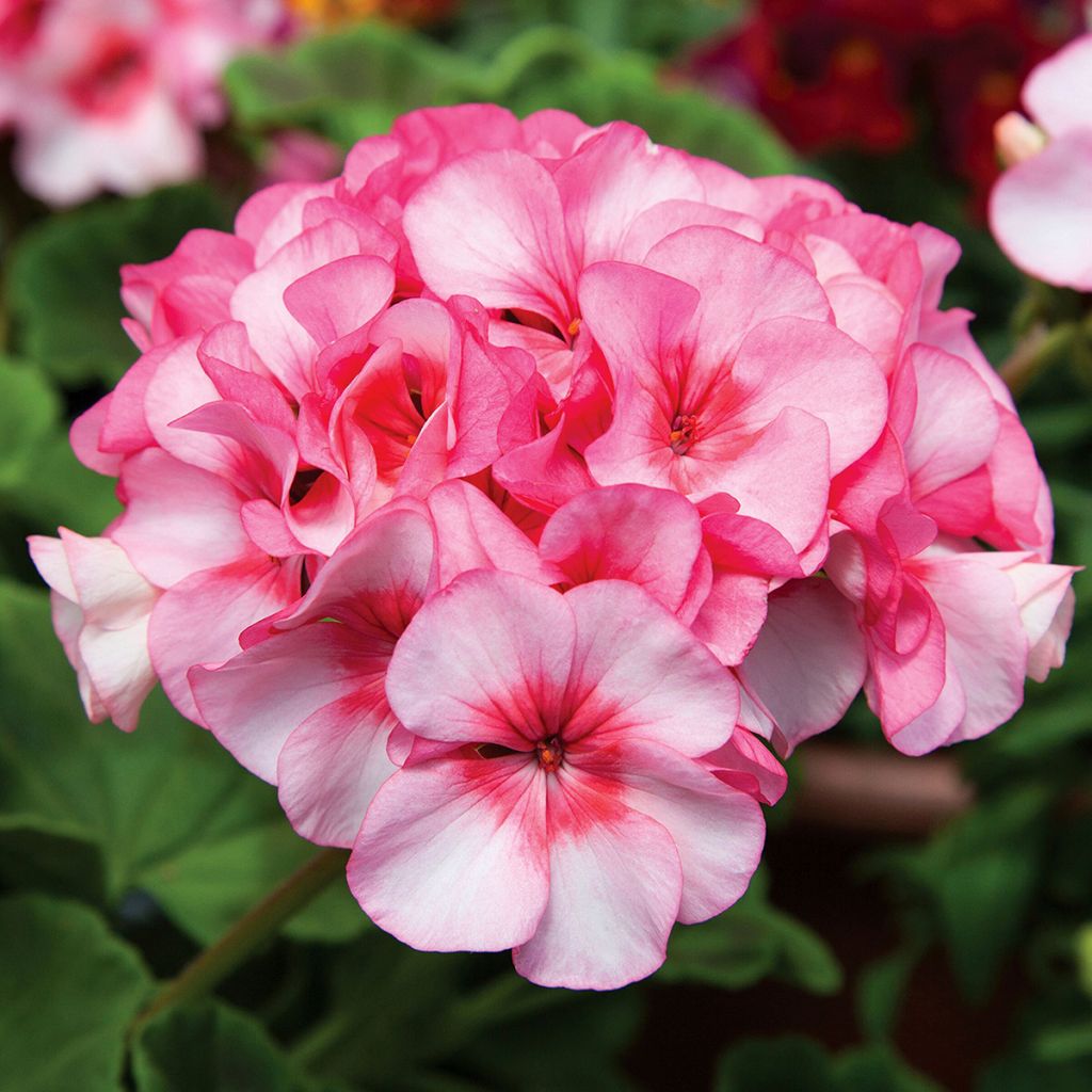 Pelargonium x hybrida New Star F1 Hybrid