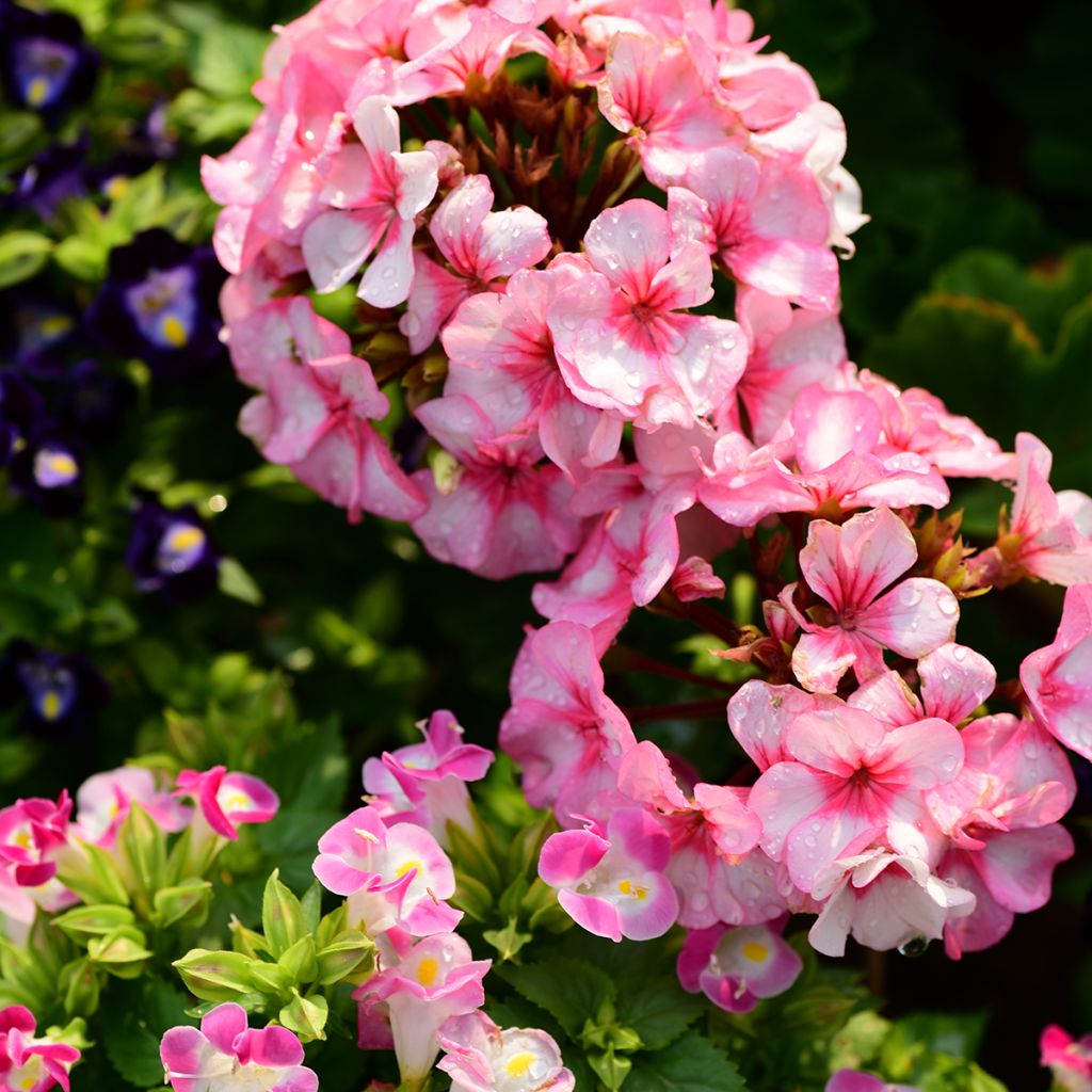 Pelargonium x hybrida New Star F1 Hybrid