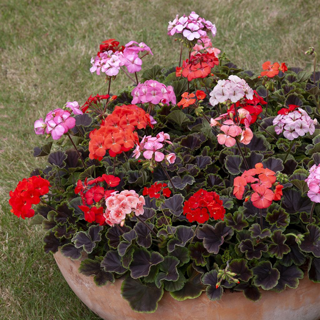 Pelargonium Horizon Shadow Mix F1 - seeds