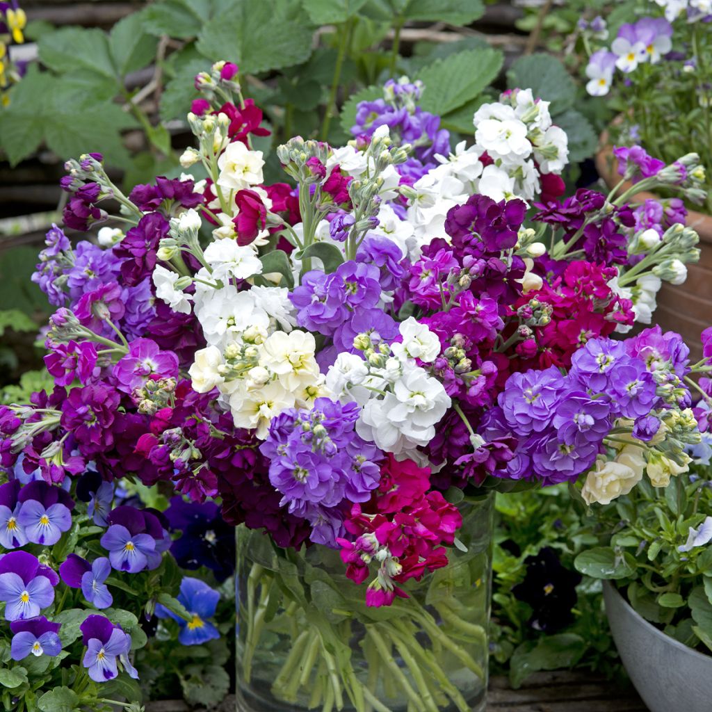 Matthiola incana Anytime Formula Mix - seeds