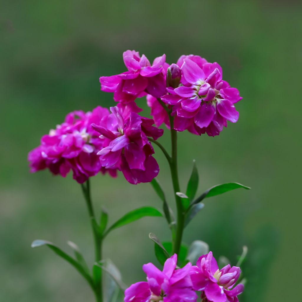 Matthiola incana Anytime Hot Pink seeds - Stock